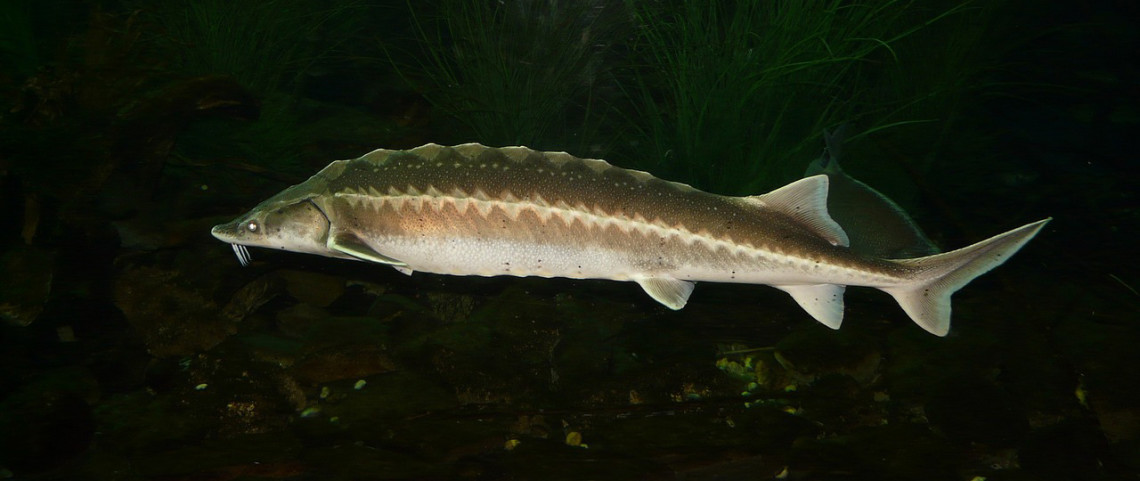 European sturgeon